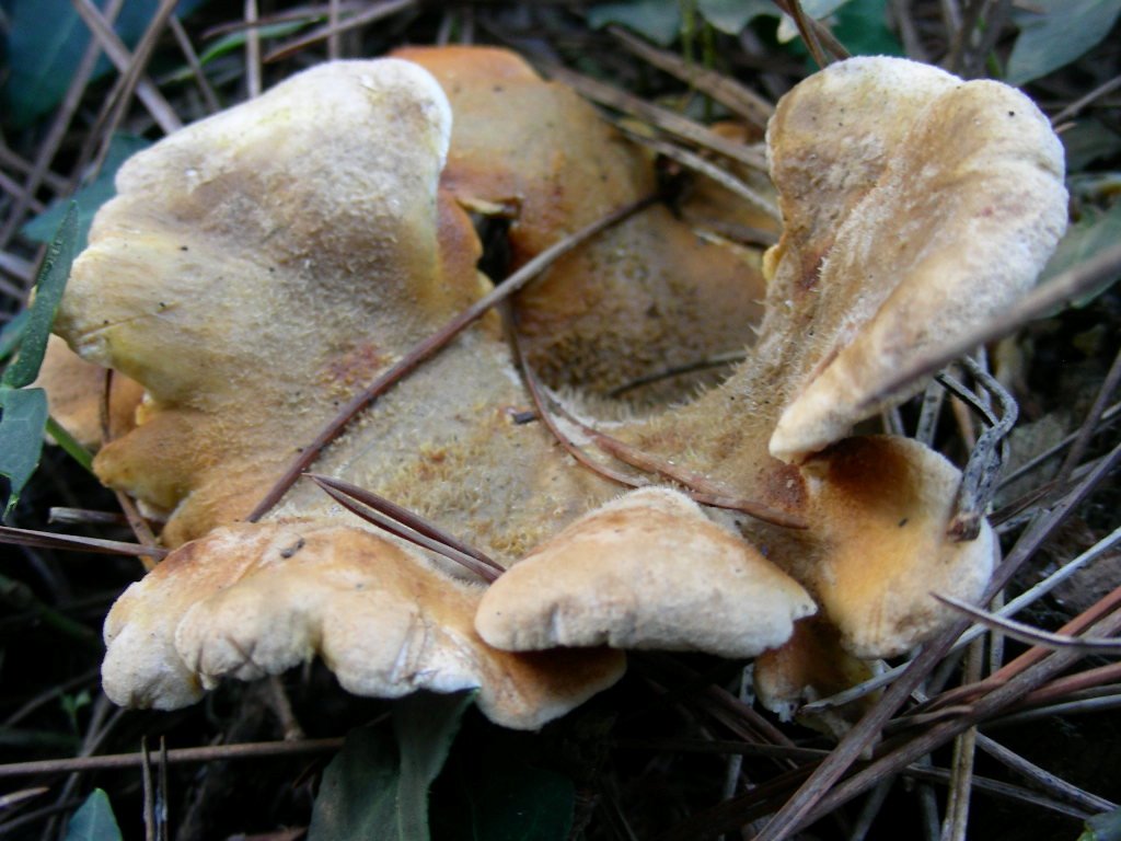 1847 Dicembre vecchio ritrovamento